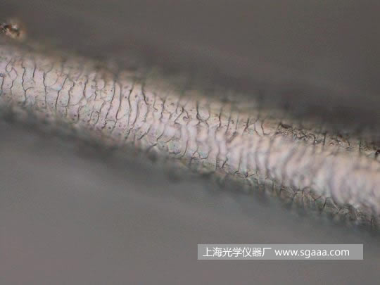 顯微鏡下看被燙、染后損傷的頭發(fā)